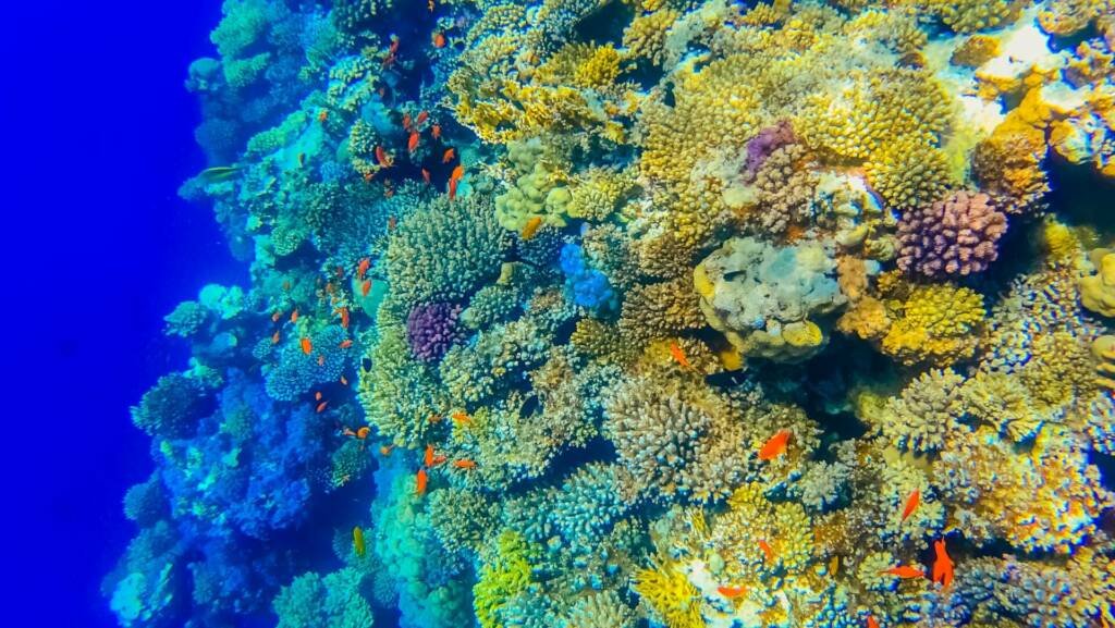 Underwater Tropical Corals Reef and sea fish Red Sea in Dahab Egypt. Colourful tropical coral reef. Scene reef. Marine life sea world. Underwater fish reef marine. Tropical colourful underwater seascape.